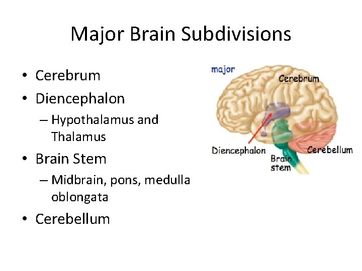 Major Brain Subdivisions • Cerebrum • Diencephalon – Hypothalamus and Thalamus • Brain Stem