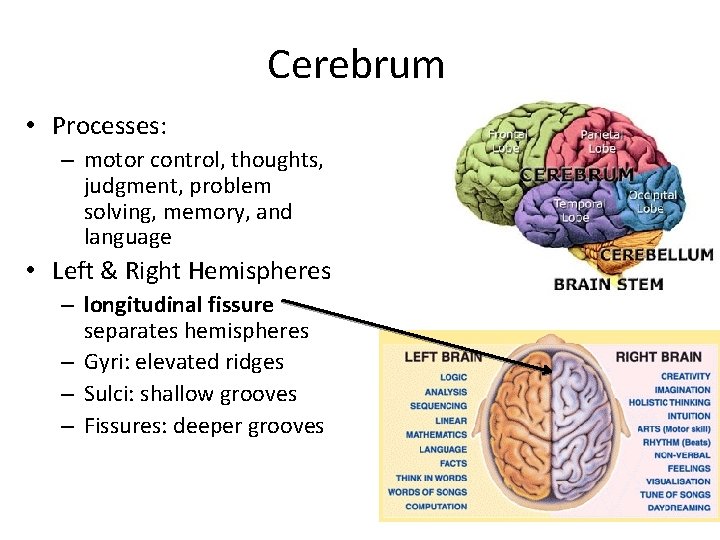 Cerebrum • Processes: – motor control, thoughts, judgment, problem solving, memory, and language •