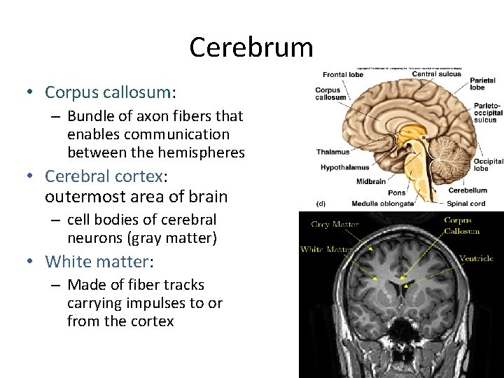 Cerebrum • Corpus callosum: – Bundle of axon fibers that enables communication between the
