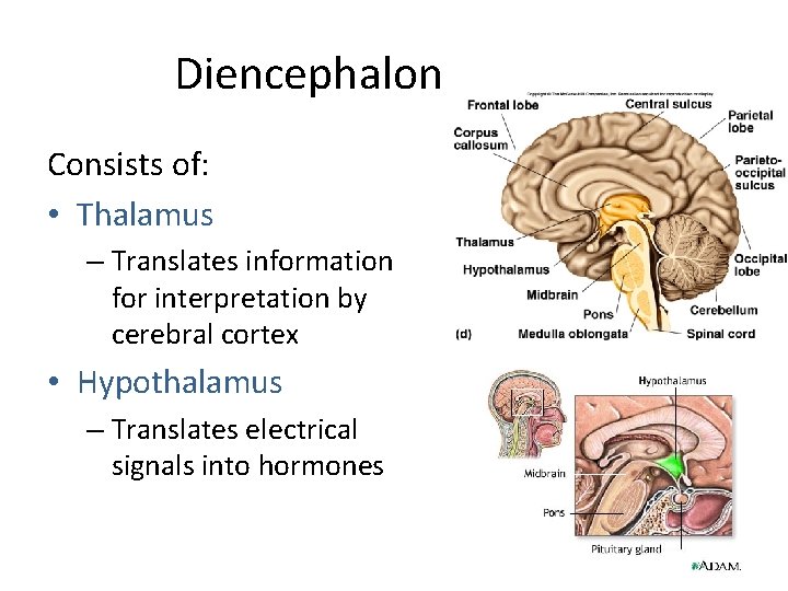 Diencephalon Consists of: • Thalamus – Translates information for interpretation by cerebral cortex •