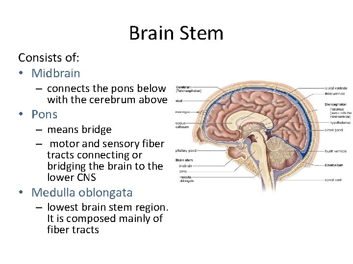 Brain Stem Consists of: • Midbrain – connects the pons below with the cerebrum