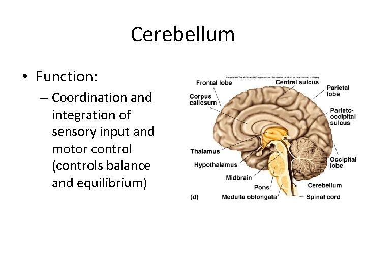 Cerebellum • Function: – Coordination and integration of sensory input and motor control (controls