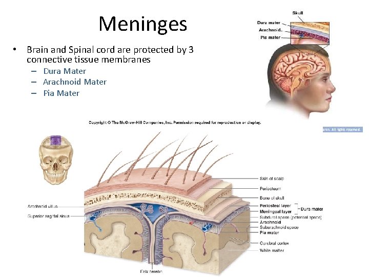 Meninges • Brain and Spinal cord are protected by 3 connective tissue membranes –