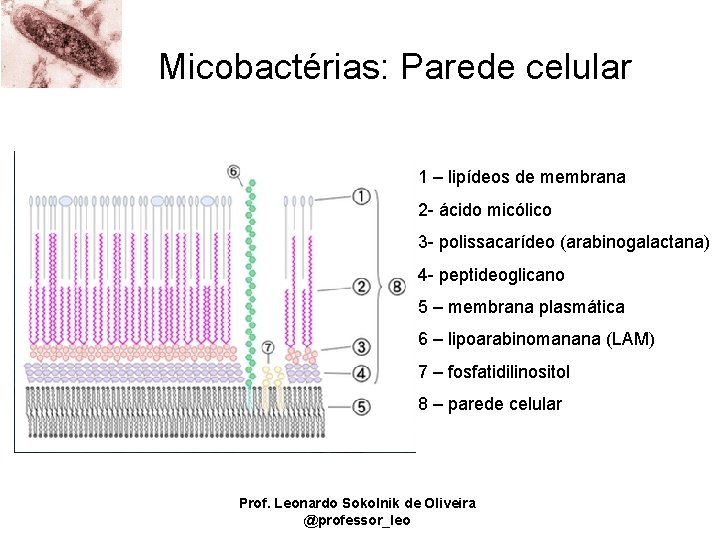 Micobactérias: Parede celular 1 – lipídeos de membrana 2 - ácido micólico 3 -