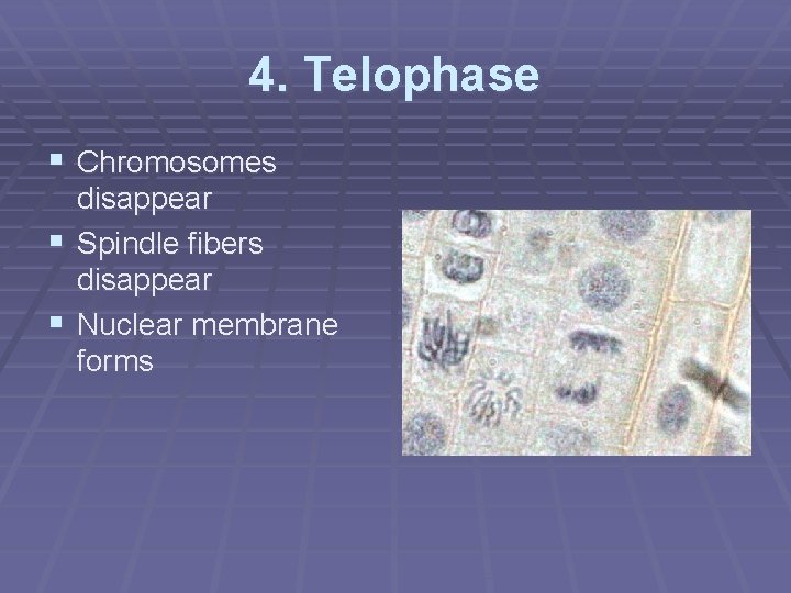 4. Telophase § Chromosomes disappear § Spindle fibers disappear § Nuclear membrane forms 
