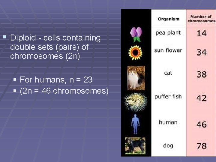§ Diploid - cells containing double sets (pairs) of chromosomes (2 n) § For