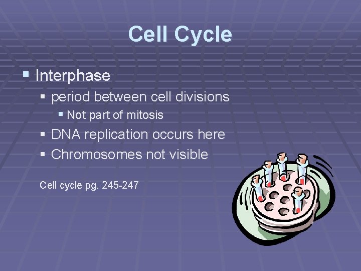Cell Cycle § Interphase § period between cell divisions § Not part of mitosis
