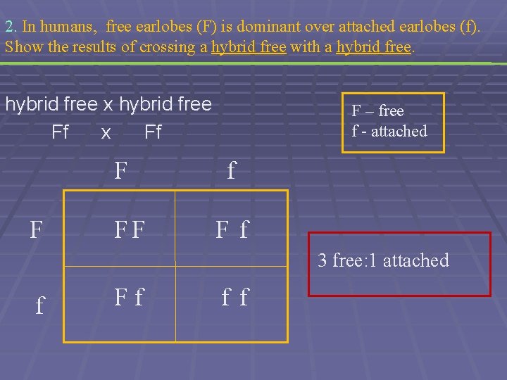 2. In humans, free earlobes (F) is dominant over attached earlobes (f). Show the