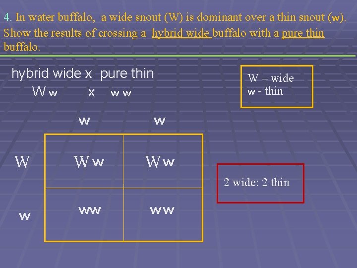 4. In water buffalo, a wide snout (W) is dominant over a thin snout