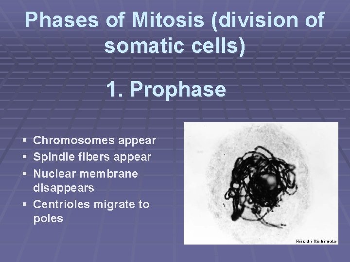 Phases of Mitosis (division of somatic cells) 1. Prophase § § § Chromosomes appear