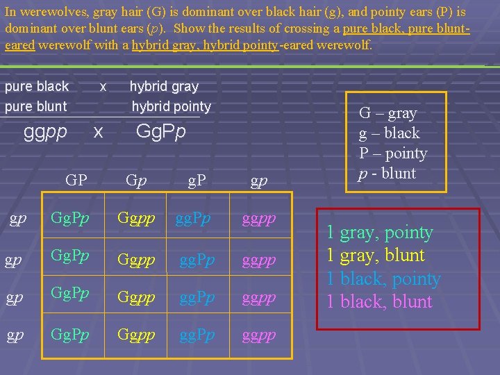 In werewolves, gray hair (G) is dominant over black hair (g), and pointy ears