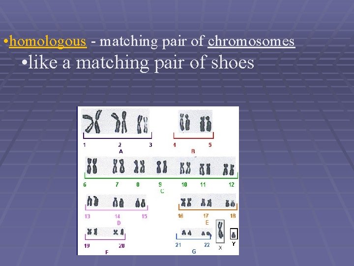  • homologous - matching pair of chromosomes • like a matching pair of