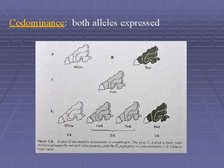 Codominance: both alleles expressed 