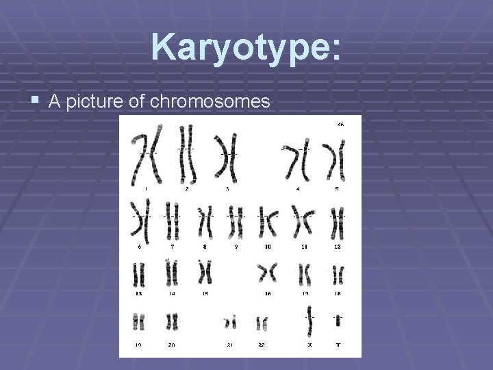 Karyotype: § A picture of chromosomes 