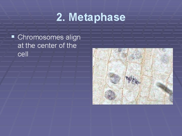 2. Metaphase § Chromosomes align at the center of the cell 