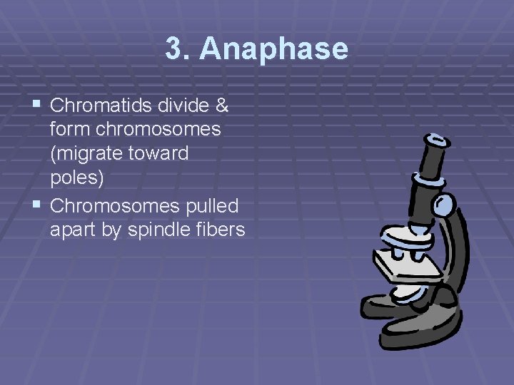 3. Anaphase § Chromatids divide & form chromosomes (migrate toward poles) § Chromosomes pulled