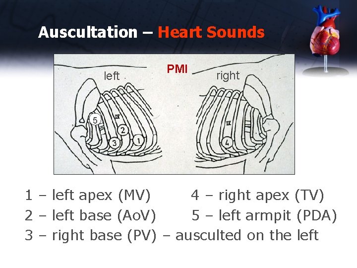 Auscultation – Heart Sounds left PMI right 5 1 – left apex (MV) 4