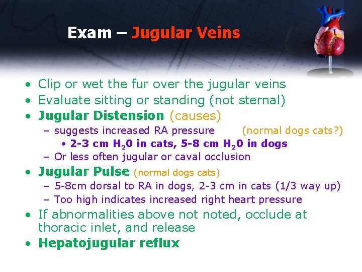 Exam – Jugular Veins • Clip or wet the fur over the jugular veins