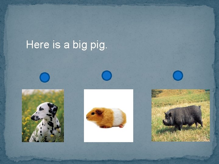 Here is a big pig. 
