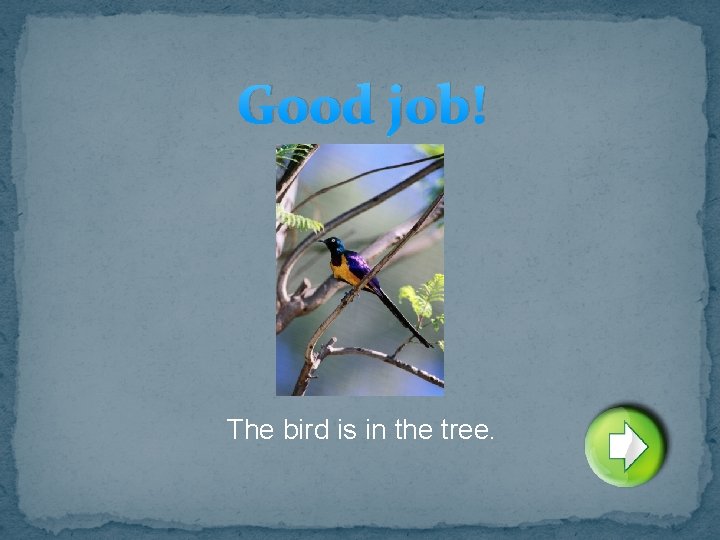 Good job! The bird is in the tree. 