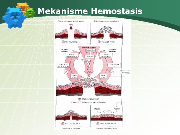 Mekanisme Hemostasis 