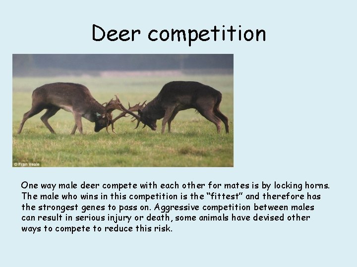 Deer competition One way male deer compete with each other for mates is by