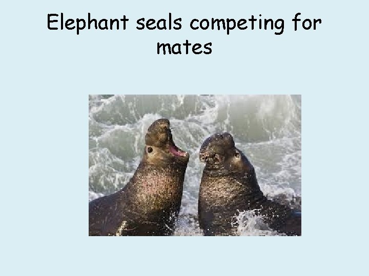 Elephant seals competing for mates 