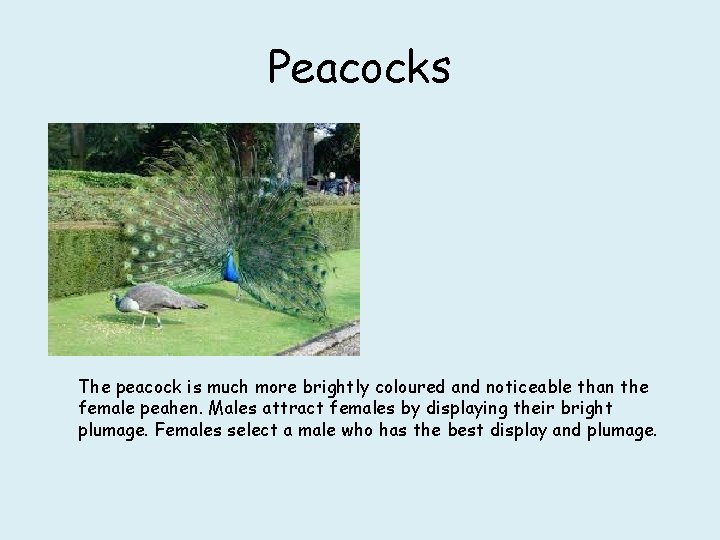 Peacocks The peacock is much more brightly coloured and noticeable than the female peahen.