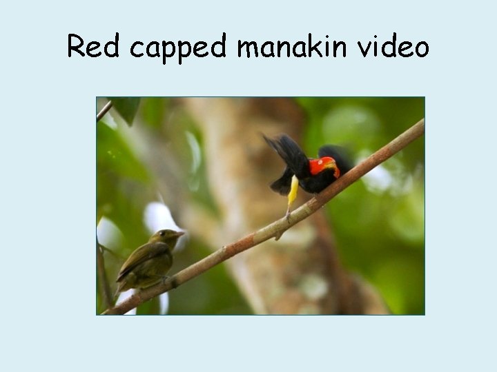 Red capped manakin video 