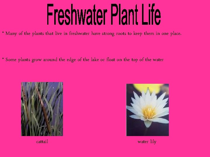 * Many of the plants that live in freshwater have strong roots to keep