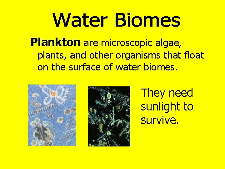 Plankton are microscopic algae, plants, and other organisms that float on the surface of