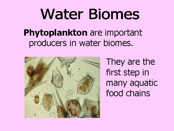 Phytoplankton are important producers in water biomes. They are the first step in many