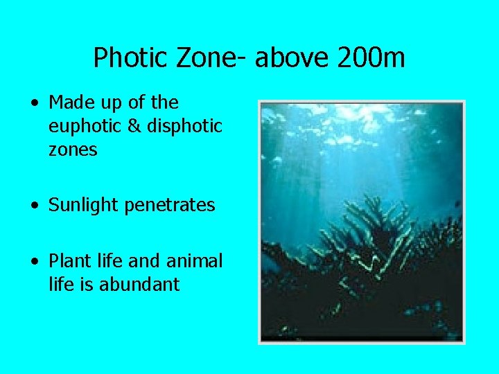 Photic Zone- above 200 m • Made up of the euphotic & disphotic zones