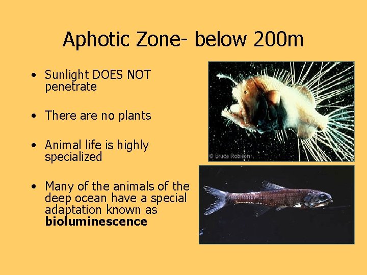 Aphotic Zone- below 200 m • Sunlight DOES NOT penetrate • There are no