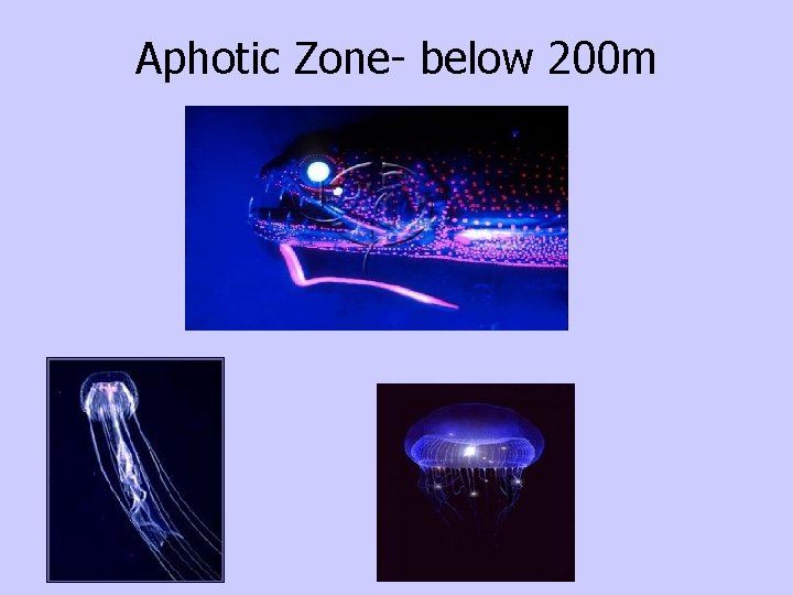 Aphotic Zone- below 200 m 