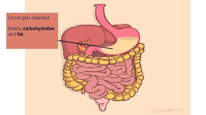 Donut gets digested Mainly carbohydrates and fat. 