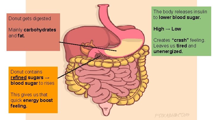 Donut gets digested Mainly carbohydrates and fat. Donut contains refined sugars → blood sugar