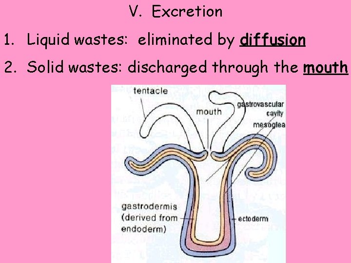 V. Excretion 1. Liquid wastes: eliminated by diffusion 2. Solid wastes: discharged through the