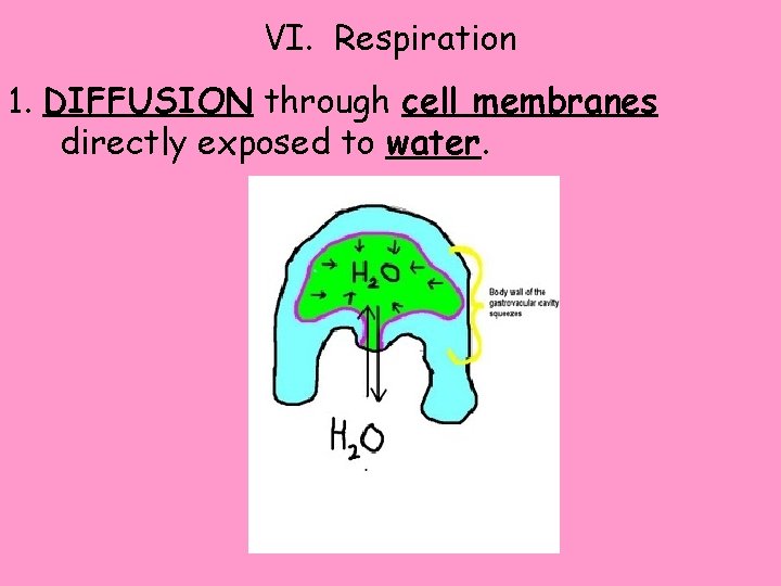 VI. Respiration 1. DIFFUSION through cell membranes directly exposed to water. 