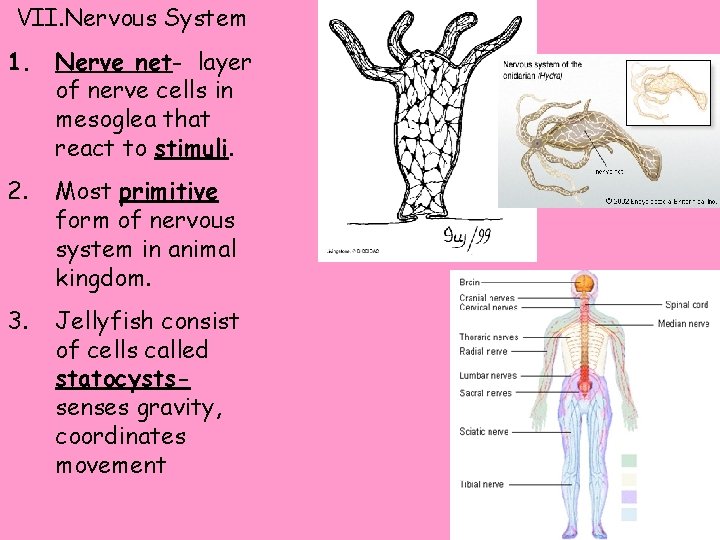 VII. Nervous System 1. Nerve net- layer of nerve cells in mesoglea that react