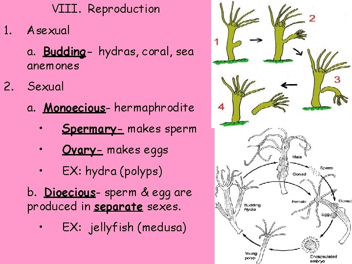 VIII. Reproduction 1. Asexual a. Budding- hydras, coral, sea anemones 2. Sexual a. Monoecious-
