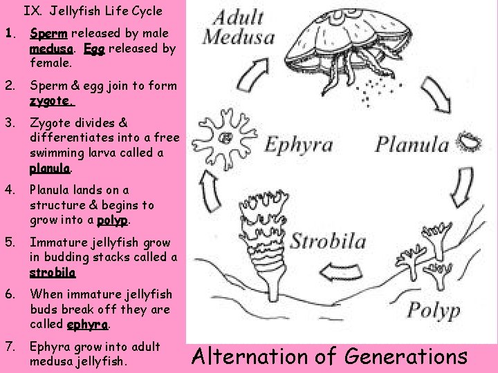 IX. Jellyfish Life Cycle 1. Sperm released by male medusa. Egg released by female.