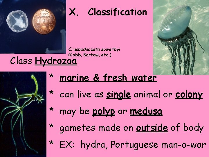 X. Classification Craspedacusta sowerbyi (Cobb, Bartow, etc. ) Class Hydrozoa * marine & fresh