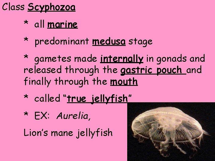 Class Scyphozoa * all marine * predominant medusa stage * gametes made internally in