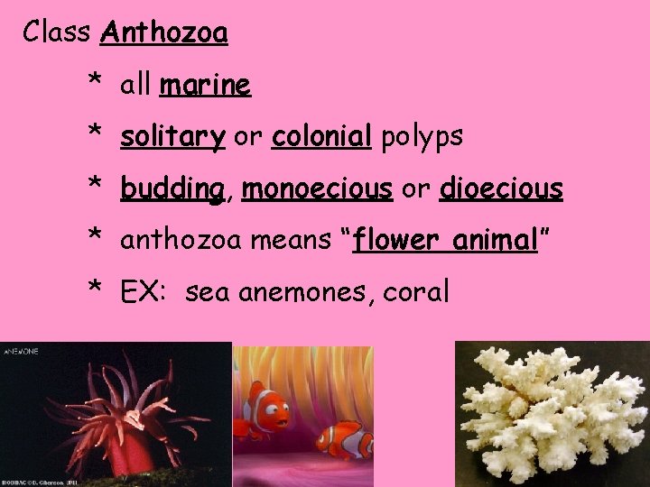 Class Anthozoa * all marine * solitary or colonial polyps * budding, monoecious or