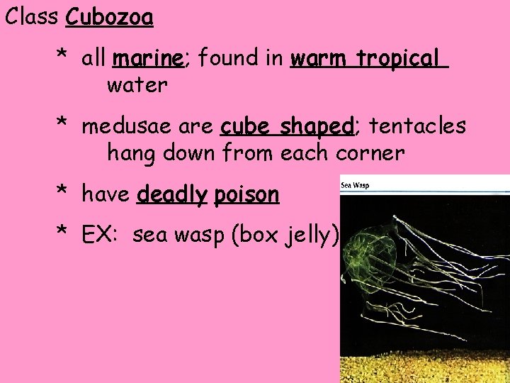 Class Cubozoa * all marine; found in warm tropical water * medusae are cube