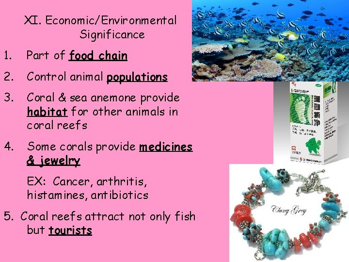 XI. Economic/Environmental Significance 1. Part of food chain 2. Control animal populations 3. Coral