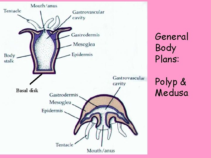 General Body Plans: Basal disk Polyp & Medusa 