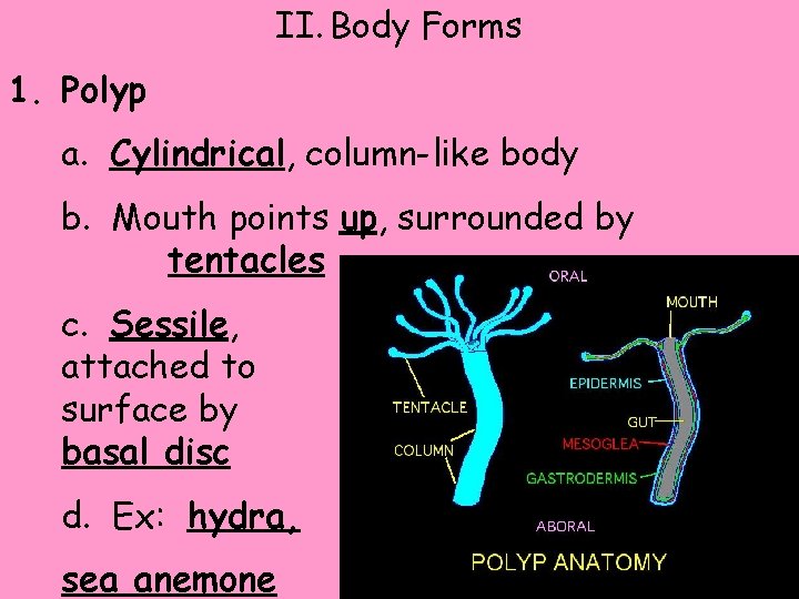 II. Body Forms 1. Polyp a. Cylindrical, column-like body b. Mouth points up, surrounded