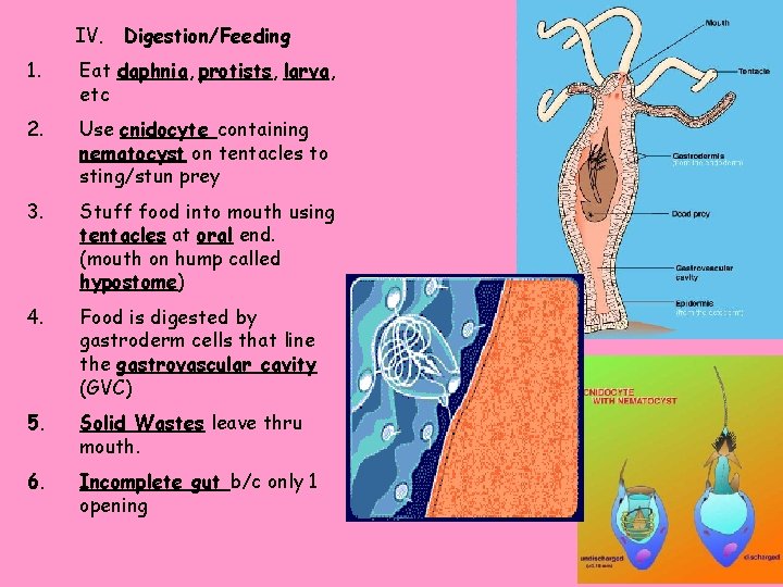 IV. Digestion/Feeding 1. Eat daphnia, protists, larva, etc 2. Use cnidocyte containing nematocyst on